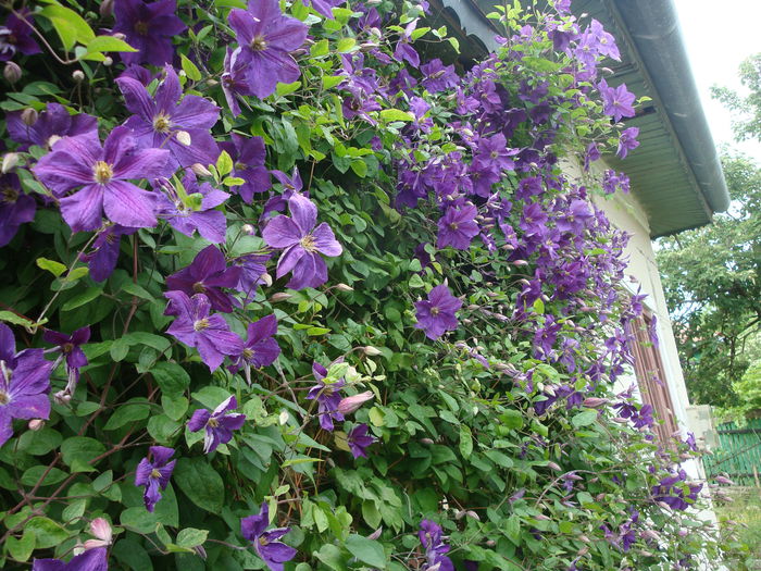 Clematis viticella  'Etoile Violette'