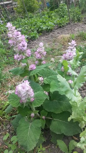 Salvia sclarea... - Vara in gradina I