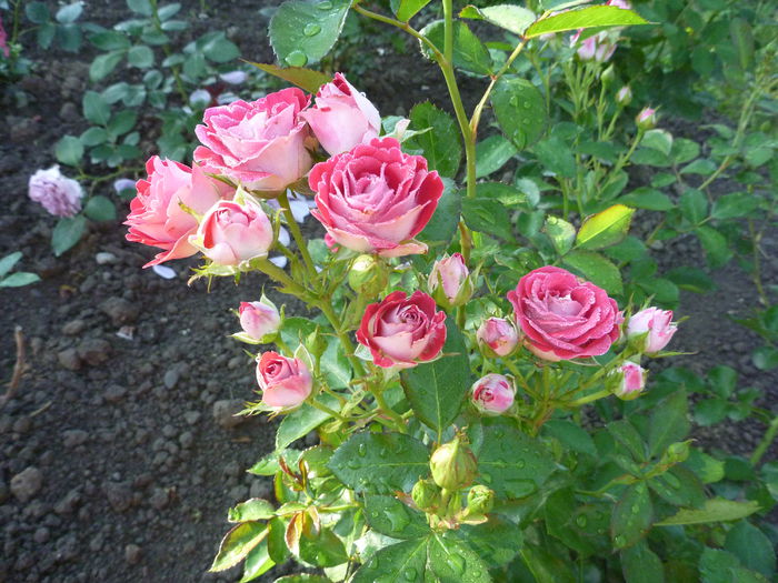 schöne koblenzerin - Colectie trandafiri