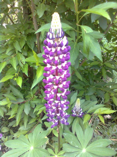 LUPIN - PRIN GRADINA MEA 2015