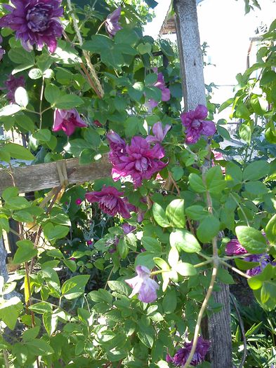 purpureia plena elegance - irisi si clematite 2015