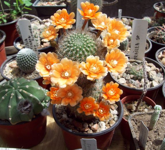 Rebutia kieslingii WR694 - Cactusi