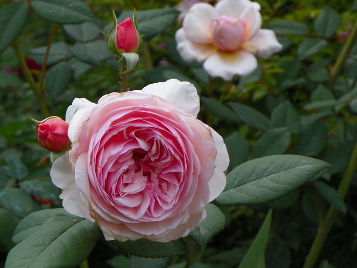 A shropshire Lad - Trandafiri 2015 - 1