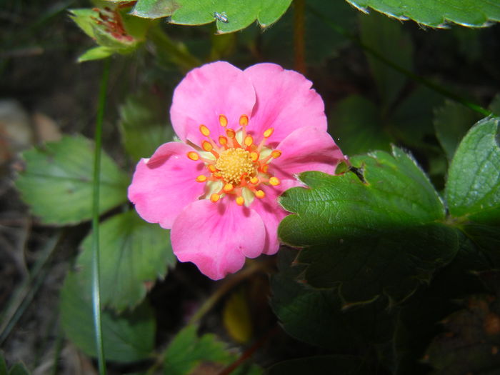 Strawberry Flower (2014, June 20) - Strawberry_Capsuni