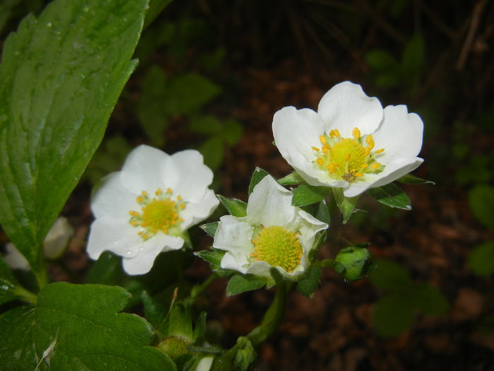 Strawberry Flowers (2015, May 02)
