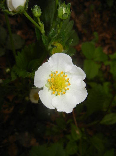 Strawberry Flower (2015, May 02)