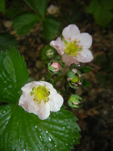 Strawberry Flowers (2015, May 02)