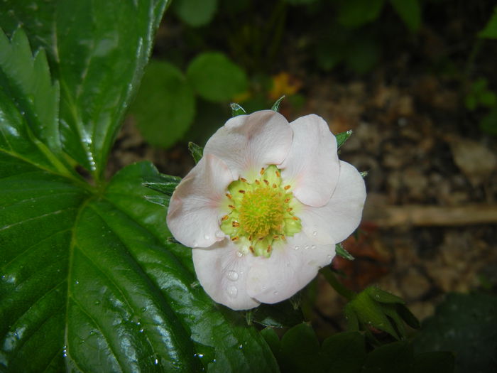 Strawberry Flower (2015, May 02)