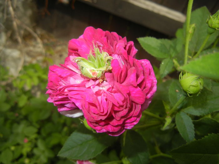 Rosa damascena (2015, May 16)