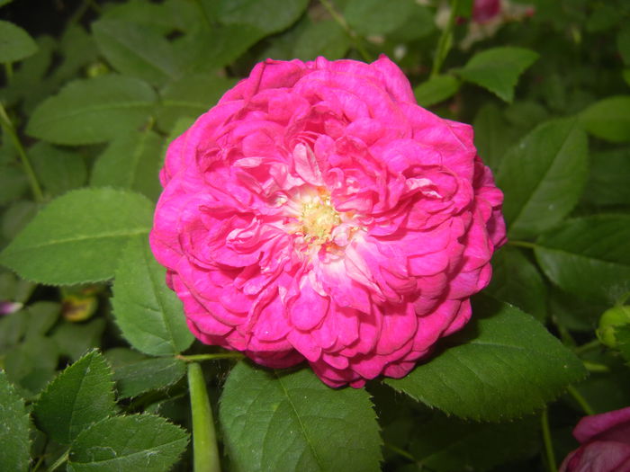 Rosa damascena (2015, May 20) - ROSA Damascena_Damask Rose