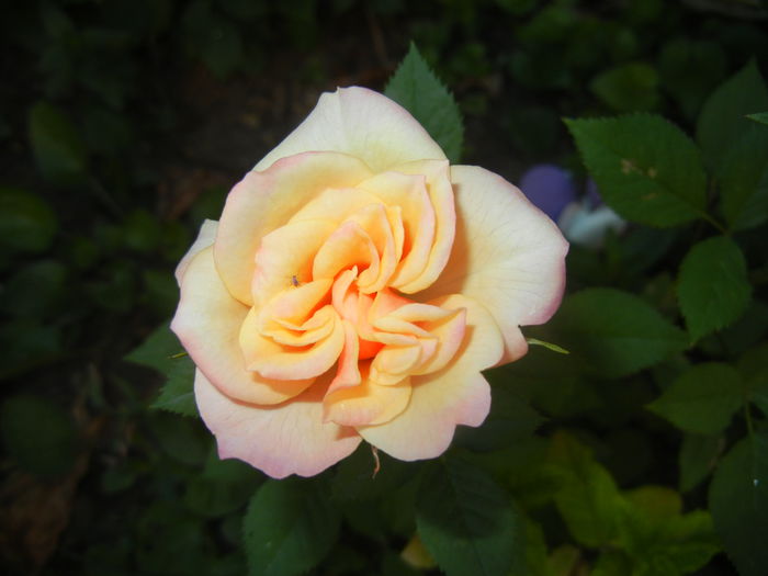 Orange Miniature Rose (2015, June 02)