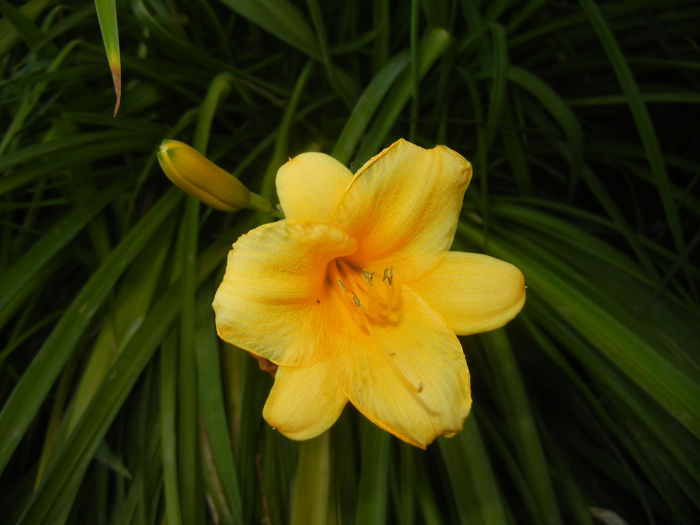 Hemerocallis Stella de Oro (2015, Jun.02)