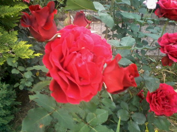 2015 rosu (poate Lavaglut) - Trandafiri 2015