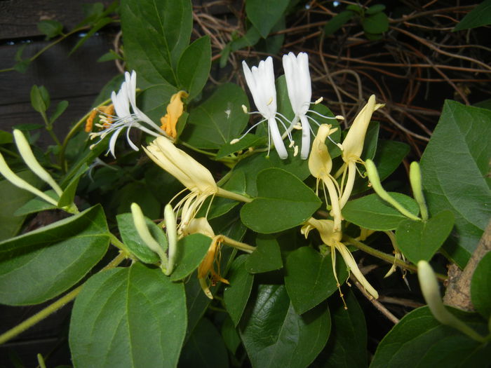 Lonicera japonica (2015, June 02) - LONICERA Japonica