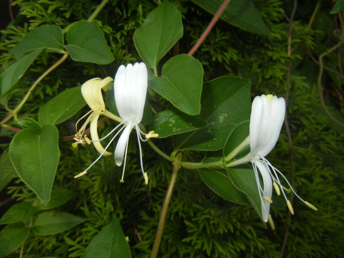 Lonicera japonica (2015, June 02) - LONICERA Japonica