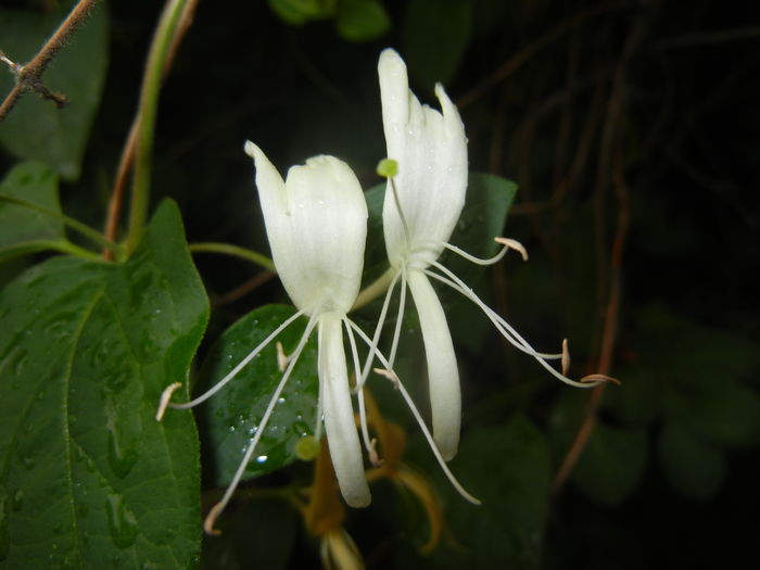 Lonicera japonica (2015, June 05) - LONICERA Japonica