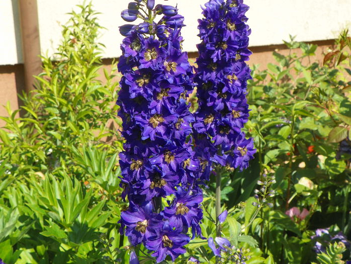 delphinium Guardian Blue