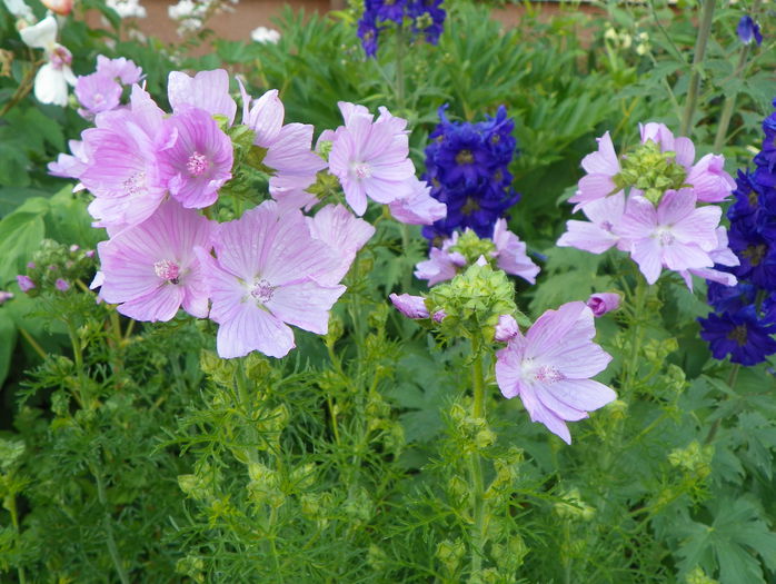 malva moschata rosea