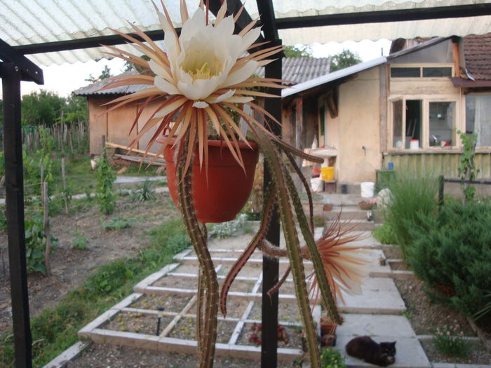 Selenicereus grandiflorus (L.) Britton & Rose 1909; Origine; Antilele Mari (Cuba, Insulele Cayman, Puerto Rico, Jamaica și Haiti), Mexic, Guatemala, Belize, Honduras, Nicaragua, precum și alte câteva locații din America de Sud și Centrală.
