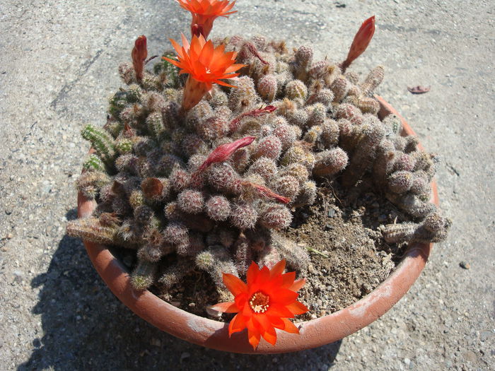 Chamaecereus silvestrii (Speg.) Britton & Rose 1922.