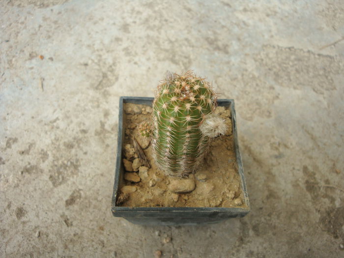 Chamaecereus ‘Panarotta amico’