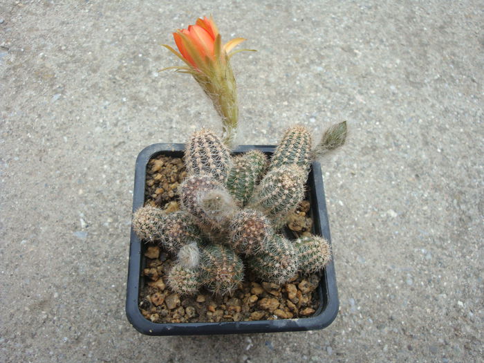 Chamaecereus ‘Panarotta domiela’