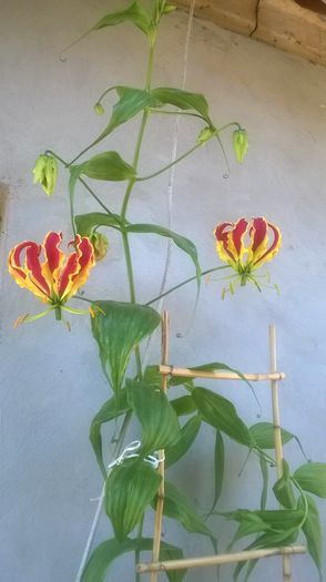 WP_20150608_002 - gloriosa 2015