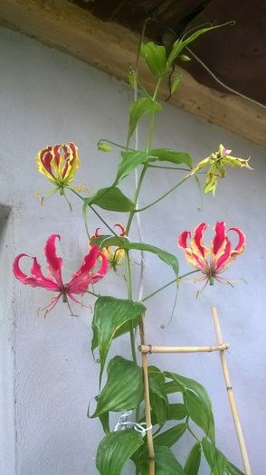 WP_20150612_001 - gloriosa 2015