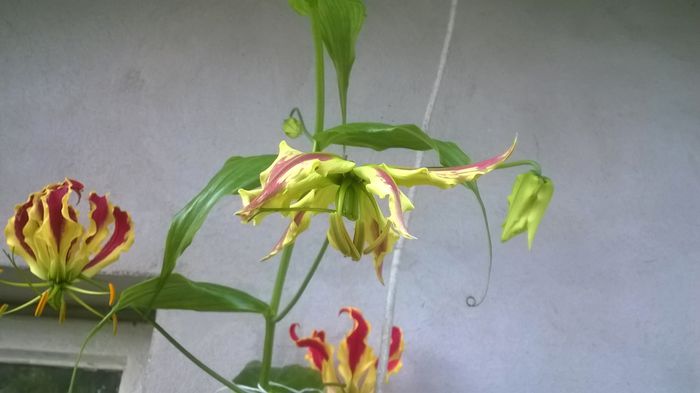 WP_20150612_003 - gloriosa 2015