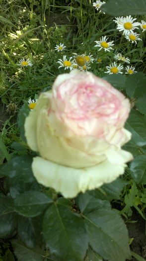 2015-06-13-2444 - Trandafirul - regele gradinii