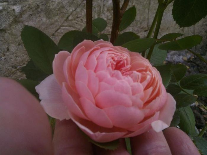 TRANDAFIR-The Alnwick Rose