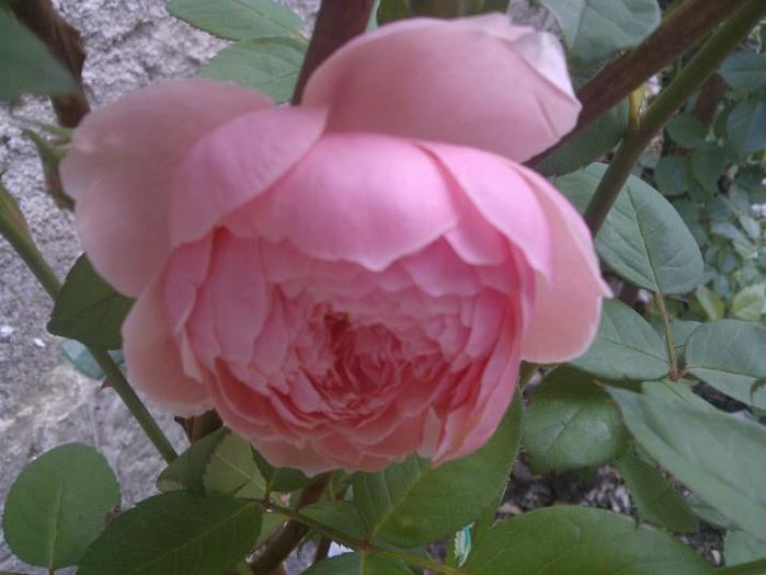 TRANDAFIR-The Alnwick Rose 3