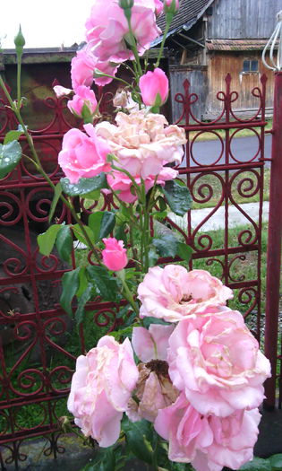 IMG_20150616_193702[1] - Trandafiri in gradina mea