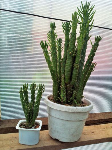 Austrocylindropuntia subulata monstruosa; 8lei mic, 45 lei mare
