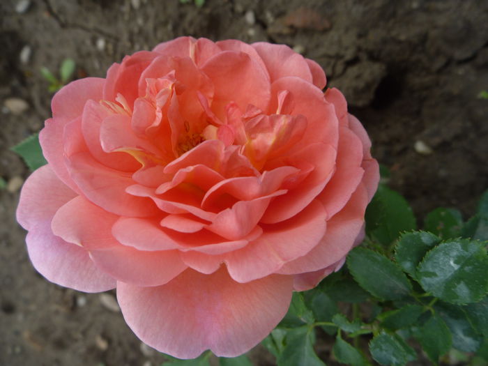 Boscobel - prima floare - Trandafiri englezesti