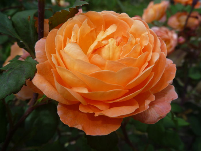 Lady E.H. - Trandafiri englezesti