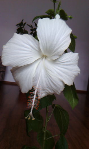 2015-06-17 16.33.30 - HIBISCUS 2015