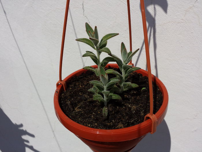 247 Kalanchoe tomentosa