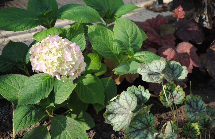 hortensia Nikko Blue.. roz - 2015 plantele mele