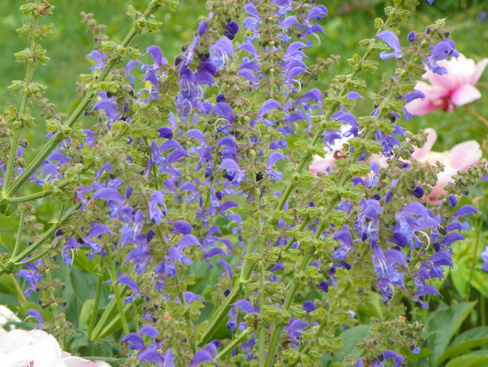 salvia pratensis