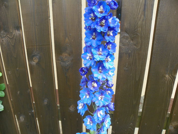 delphinium