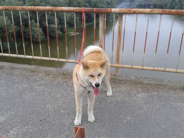 20150619_192747[1] - AKIRA-femela rasa Akita Inu Japonez