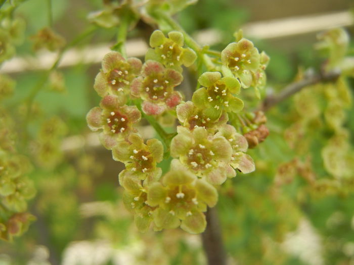 Redcurrant Flowers (2014, April 03)