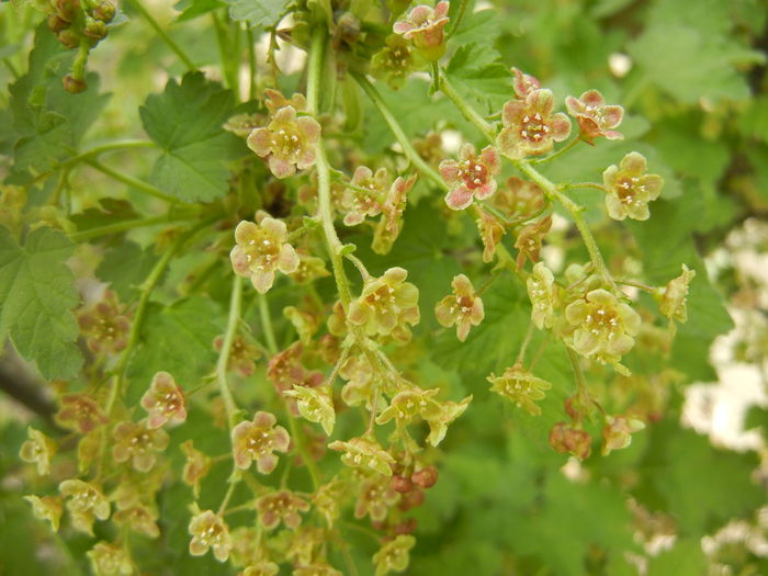 Redcurrant Flowers (2014, April 03)