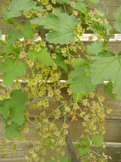 Redcurrant Flowers (2014, April 03) - Redcurrant_Coacaz Rosu