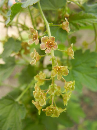 Redcurrant Flowers (2014, April 03)