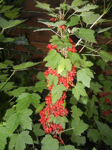 Redcurrant Berries (2015, June 12)