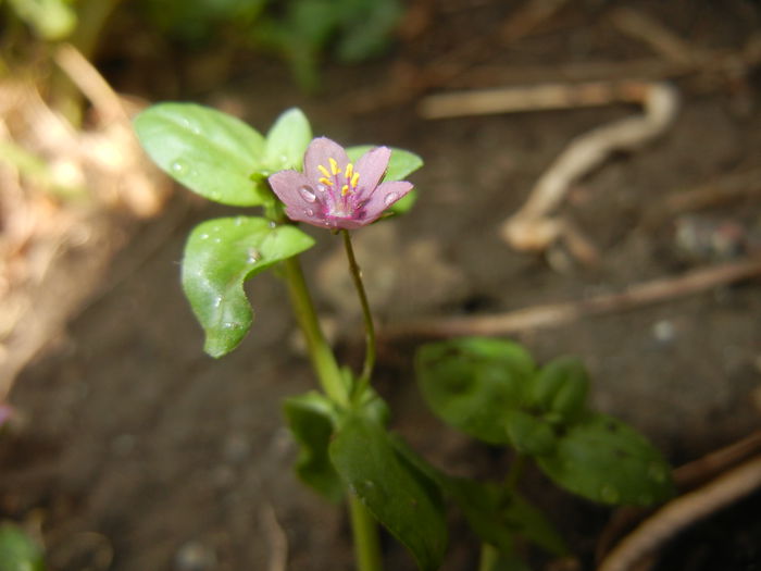 Anagallis arv. var. lilacina (2015, Jun.06)