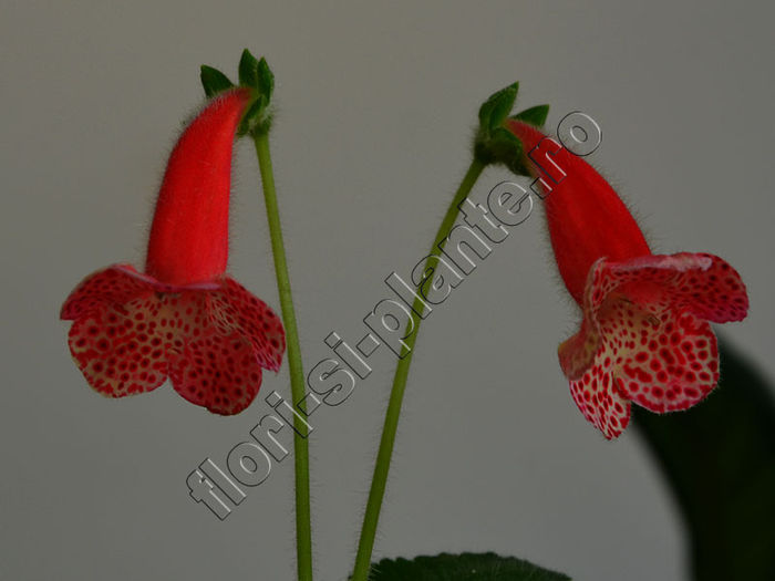 NEW 2015 - Kohleria Luci s Cup - KOHLERIA IV - Hibrizii mei - My hybrids