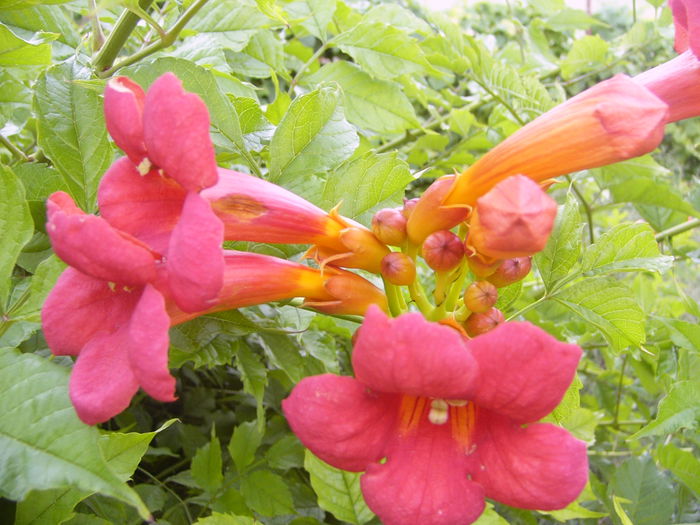 Campis Radicans